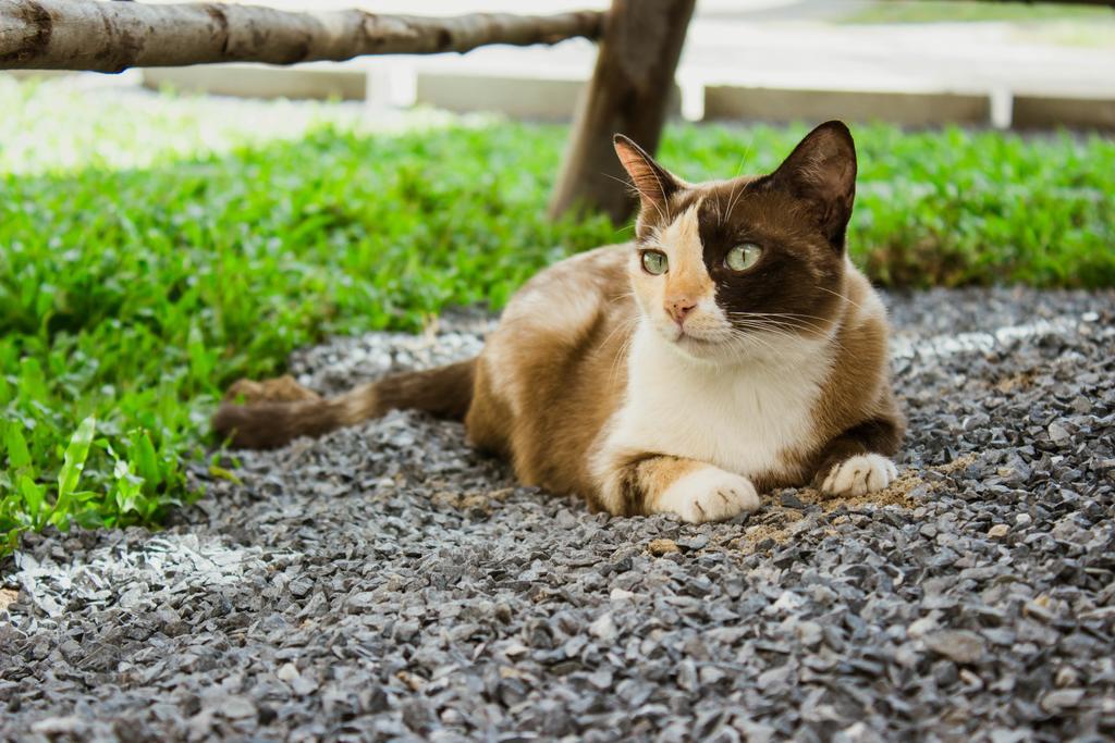 Ban Klong Srabua Hotel Phra Nakhon Si Ayutthaya Ngoại thất bức ảnh